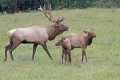 _MG_4192 bull elk and calves.jpg