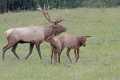 _MG_4194 bull elk and calves.jpg