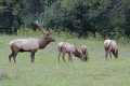 _MG_4280 herd of elk.jpg