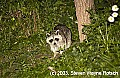 DSC_0493 raccoon.jpg