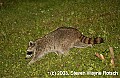 DSC_0494 raccoon.jpg