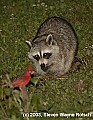 DSC_0497 raccoon and cardinal.jpg