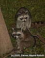 DSC_0539 two raccoons.jpg