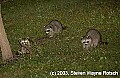 DSC_0550 three raccoons.jpg