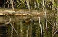 DSC_0679 beaver carrying something.jpg