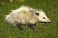 DSC_1541 Opossum toned.jpg