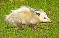 DSC_1541 opossum.jpg