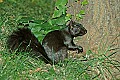 DSC_1900 black phase--gray squirrel.jpg
