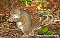 DSC_2404 squirrel striped tail.jpg