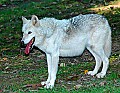 DSC_2784 female timber wolf.jpg