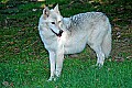 DSC_2786 female timber wolf.jpg