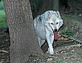 DSC_2787 female timber wolf.jpg