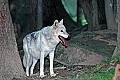 DSC_2801 female timber wolf.jpg