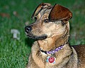 DSC_3101 precious-my west virginia brown dog.jpg