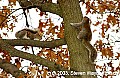 DSC_5530 two squirrels.jpg