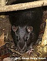DSC_6567 black rat.jpg