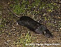 DSC_6572 black rat.jpg