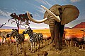 DSC_7494 african elephant and zebra.jpg