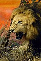 DSC_7517 male lion.jpg