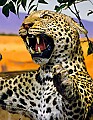 DSC_7518 snarling leopard.jpg