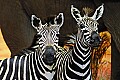 DSC_7554 zebras.jpg