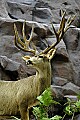 DSC_7562 mule deer.jpg
