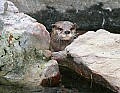 Picture 004 otter.jpg
