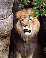 Picture 117 lion.jpg