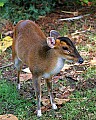 Picture 198 antelope.jpg