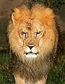 Picture 205 african lion.jpg