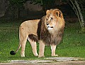 Picture 215 male lion.jpg