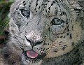 Picture 677 snow leopard.jpg
