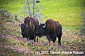 WMAG305 bison.jpg
