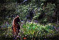WT323- grizzly bear standing in flowers w.jpg