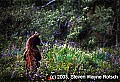 WT323-bear standing in flowers w.jpg