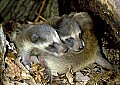 WVMAG sleeping raccoon pups.jpg