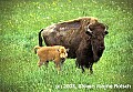 WVMAG013-bison cow and calf.jpg