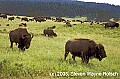 WVMAG014 bison herd.jpg