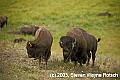 WVMAG015--cow and bull bison.jpg
