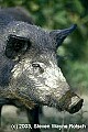 WVMAG030 wild boar portrait.jpg