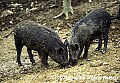 WVMAG031 wild pigs rooting.jpg