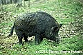 WVMAG036 huge wild boar.jpg