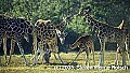 WVMAG0426 giraffes.jpg