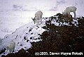 WVMAG0428 Mountain Goat.jpg