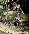 WVMAG0433 swamp raccoons.jpg