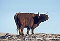 WVMAG067 bull - cattle.jpg