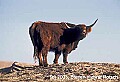 WVMAG068 cow - cattle.jpg