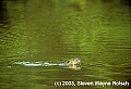 WVMAG156 beaver swimming.jpg