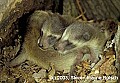 WVMAG160 raccoon pups.jpg