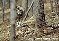 WVMAG22-wolf.jpg